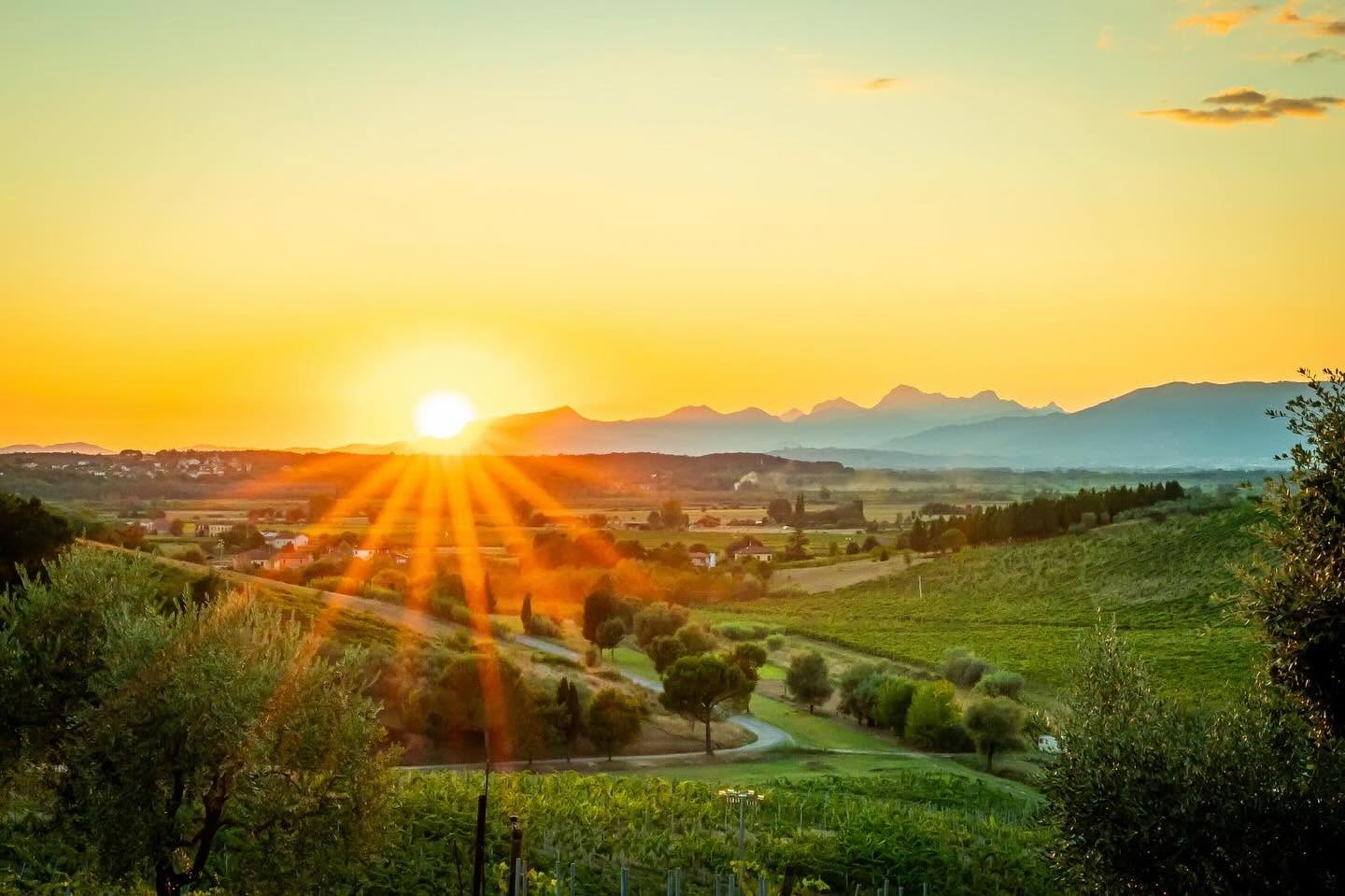Tramonto sulle vigne